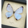 Mother's Day Butterfly Framed Morpho sulkowski Mother Of Pearl Shimmery Butterfly Taxidermy
