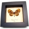 Napeogenes corena Orange Glasswing Butterfly Framed Taxidermy Display