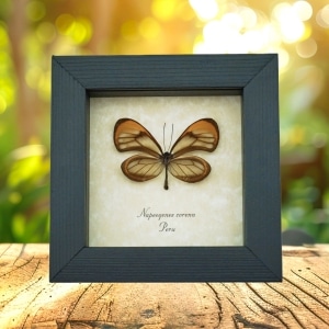 Orange Glasswing Butterfly Napeogenes corena Framed Taxidermy Display