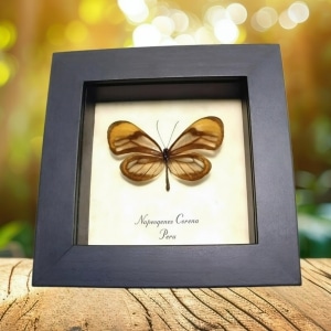 Orange Glasswing Butterfly Napeogenes corena Framed Taxidermy Display