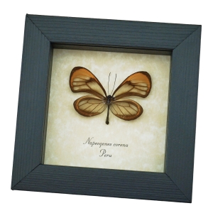 Orange Glasswing Butterfly Napeogenes corena Framed Taxidermy Display