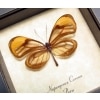 Napeogenes corena Orange Glasswing Butterfly Framed Taxidermy Display