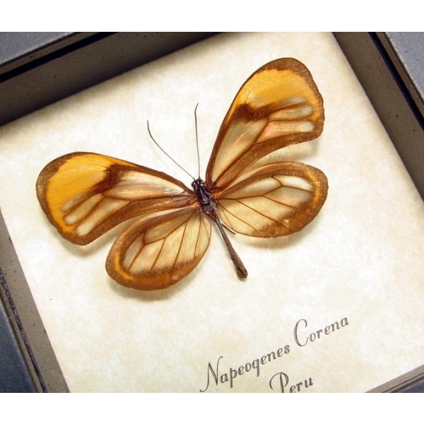 Napeogenes corena Orange Glasswing Butterfly Framed Taxidermy Display