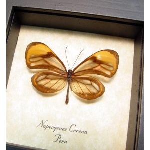 Napeogenes corena Orange Glasswing Butterfly Framed Taxidermy Display