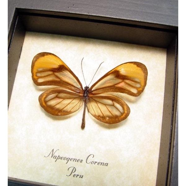 Napeogenes corena Orange Glasswing Butterfly Framed Taxidermy Display