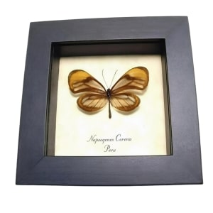 Orange Glasswing Butterfly Napeogenes corena Framed Taxidermy Display