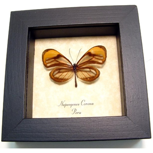 Napeogenes corena Orange Glasswing Butterfly Framed Taxidermy Display