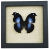 Real Framed Butterfly Blue Moonset Hookwing Napeocles jucunda Taxidermy Display