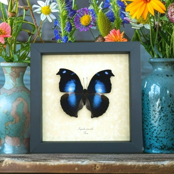 Real Framed Butterfly Blue Moonset Hookwing Napeocles jucunda Taxidermy Display