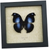 Real Framed Butterfly Blue Moonset Hookwing Napeocles jucunda Taxidermy Display
