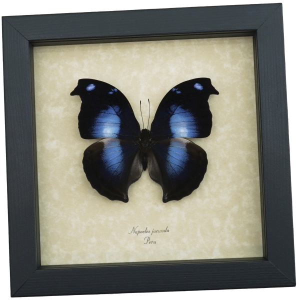 Real Framed Butterfly Blue Moonset Hookwing Napeocles jucunda Taxidermy Display