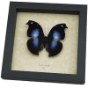 Real Framed Butterfly Blue Moonset Hookwing Napeocles jucunda Taxidermy Display