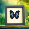 Real Framed Butterfly Blue Moonset Hookwing Napeocles jucunda Taxidermy Display