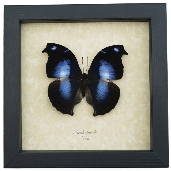 Real Framed Butterfly Blue Moonset Hookwing Napeocles jucunda Taxidermy Display