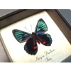 Necyria Duellona Metallic Blue Butterfly Framed Taxidermy