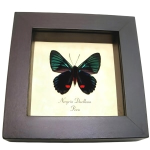 Metallic Blue Butterfly Necyria Duellona verso Framed Taxidermy Display
