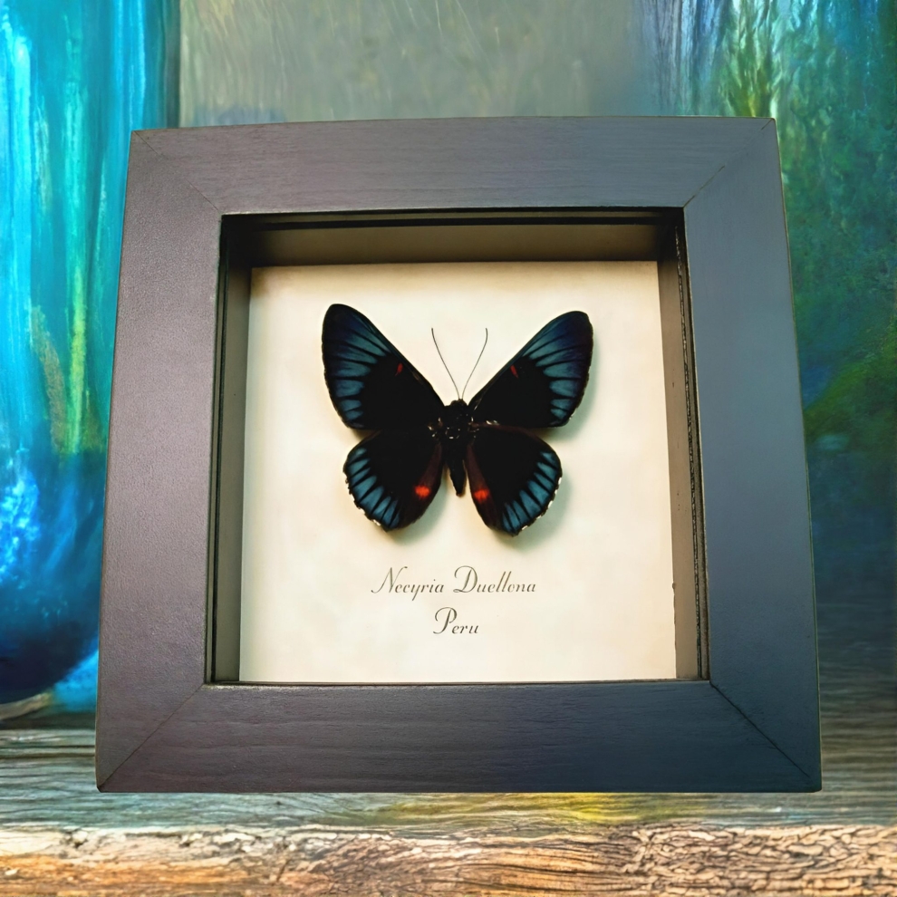 Metallic Blue Butterfly Necyria Duellona Framed Taxidermy Display