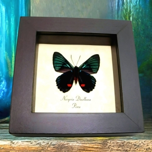 Metallic Blue Butterfly Necyria Duellona verso Framed Taxidermy Display