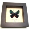 Necyria Duellona Metallic Blue Butterfly Framed Taxidermy