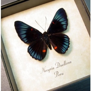 Necyria Duellona Metallic Blue Butterfly Framed Taxidermy