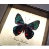 Necyria Duellona Metallic Blue Butterfly Framed Taxidermy