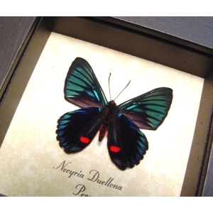 Necyria Duellona Metallic Blue Butterfly Framed Taxidermy