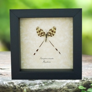 Spoonwing Lacewing Insect Framed Nemoptera sinuata Taxidermy Display