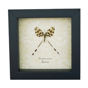Spoonwing Lacewing Insect Framed Nemoptera sinuata Taxidermy Display