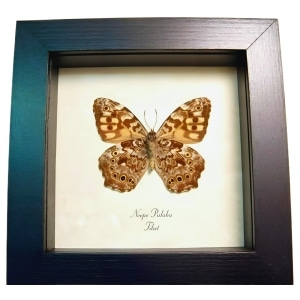 Veined Labyrinth Tibet Butterfly Neope pulaha Framed Taxidermy Display