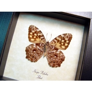 Neope pulaha Veined Labyrinth Tibet Butterfly Framed Taxidermy Display