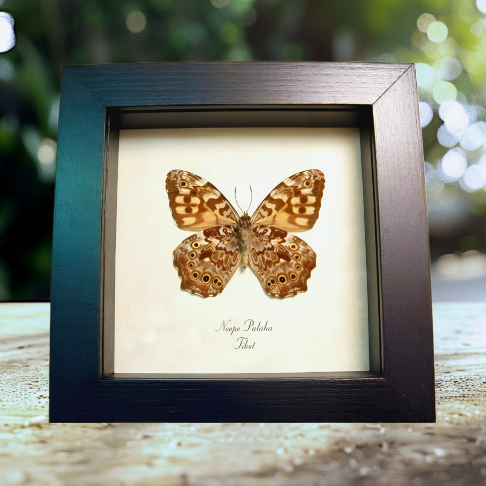 Veined Labyrinth Tibet Butterfly Neope pulaha Framed Taxidermy Display