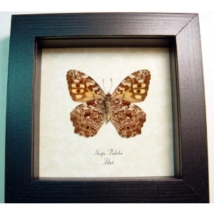 Neope pulaha Veined Labyrinth Tibet Butterfly Framed Taxidermy Display