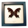 Real Framed Malayan Butterfly Neorina lowii neophyta Taxidermy Display