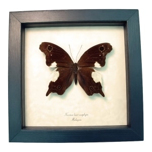 Real Framed Malayan Butterfly Neorina lowii neophyta Taxidermy Display