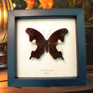 Real Framed Malayan Butterfly Neorina lowii neophyta Taxidermy Display