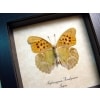 Nephargynnis anadyomene Japanese Butterfly Framed Taxidermy Display