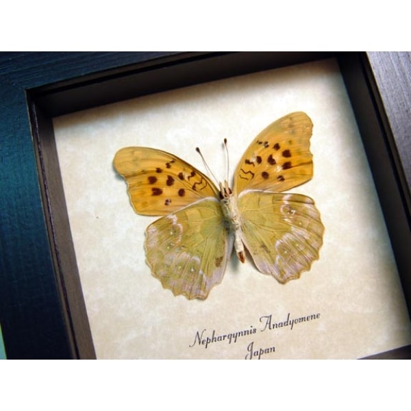 Nephargynnis anadyomene Japanese Butterfly Framed Taxidermy Display