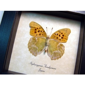 Nephargynnis anadyomene Japanese Butterfly Framed Taxidermy Display