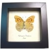 Green Leaf Mimic Japanese Butterfly Nephargynnis anadyomene Framed Taxidermy Display