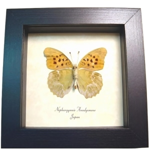 Green Leaf Mimic Japanese Butterfly Nephargynnis anadyomene Framed Taxidermy Display