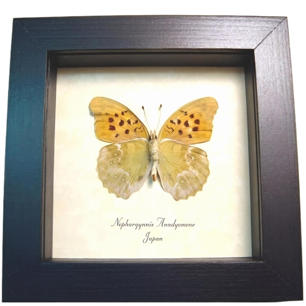 Green Leaf Mimic Japanese Butterfly Nephargynnis anadyomene Framed Taxidermy Display