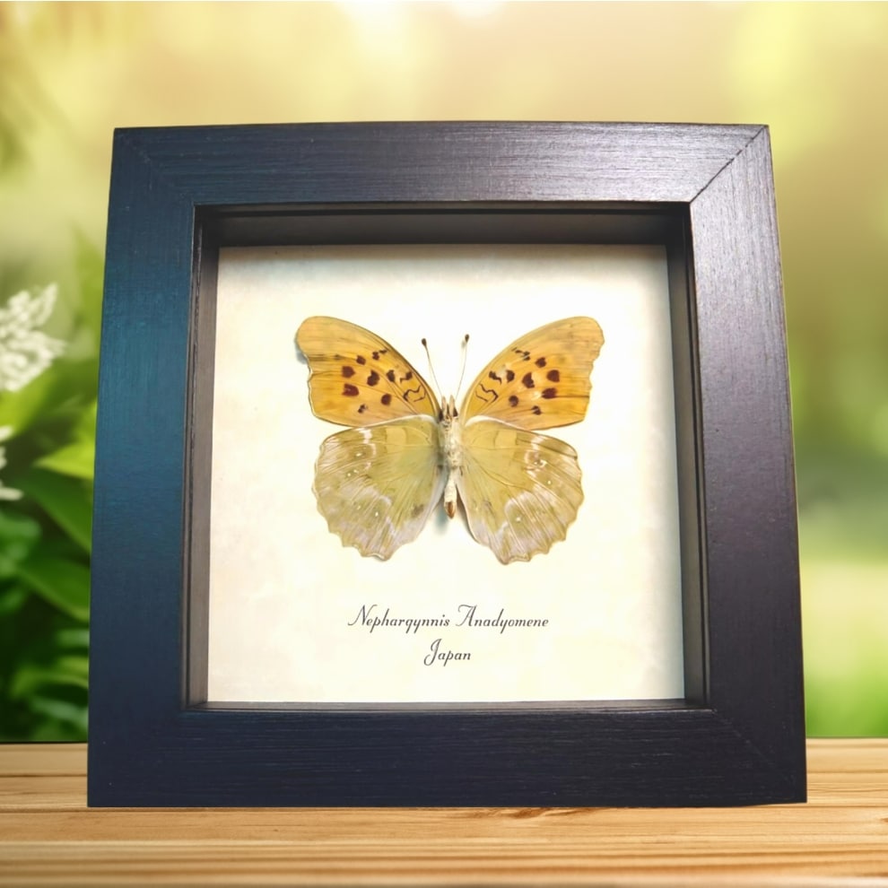 Green Leaf Mimic Japanese Butterfly Nephargynnis anadyomene Framed Taxidermy Display Green Leaf Mimic Japanese Butterfly Nephargynnis anadyomene Framed Taxidermy Display
