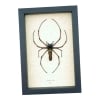Nephila maculata Female Japanese Orb Weaver Spider Framed Taxidermy Display