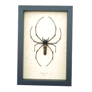 Nephila maculata Female Japanese Orb Weaver Spider Framed Taxidermy Display