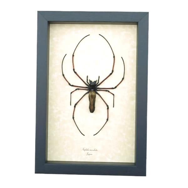 Nephila maculata Female Japanese Orb Weaver Spider Framed Taxidermy Display