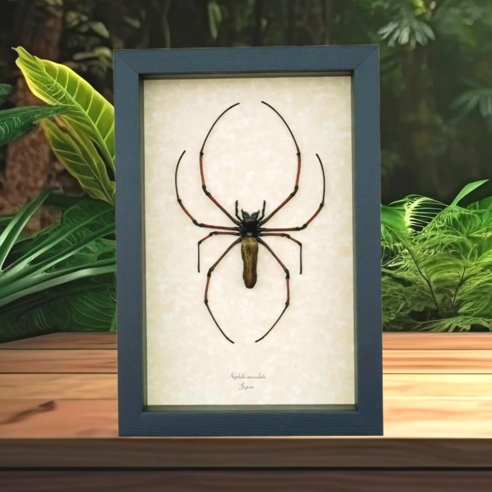 Nephila maculata Female Japanese Orb Weaver Spider Framed Taxidermy Display