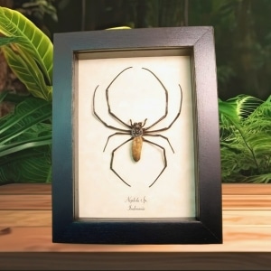 Real Orb Weaver Spider Nephila Male Framed Taxidermy Display