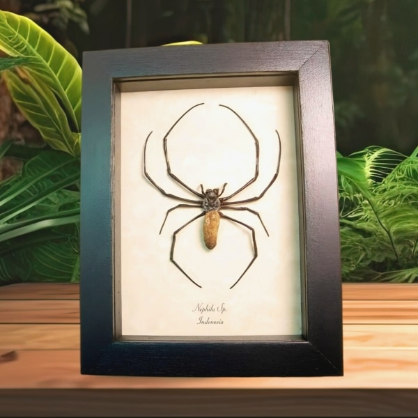 Real Orb Weaver Spider Nephila Male Framed Taxidermy Display