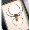 Real Orb Weaver Spider Nephila Male Framed Taxidermy Display