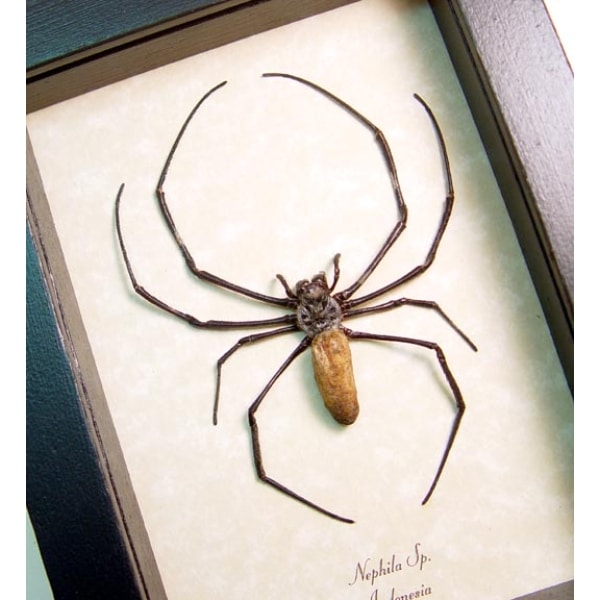 Real Orb Weaver Spider Nephila Male Framed Taxidermy Display